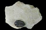 Destombesina Trilobite With Small Axial Spines #170762-1
